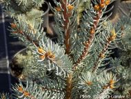 Picea pungens 'Iseli Fastigiate' - Oszlopos ezüstfenyő
