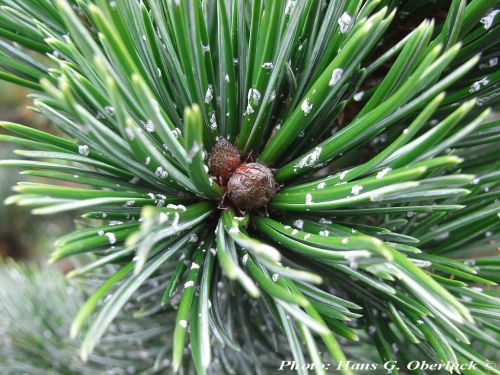 Pinus aristata - Gyantástűjű szálkásfenyő