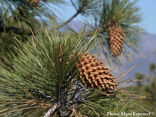 Pinus coulteri - Óriástobozú fenyő